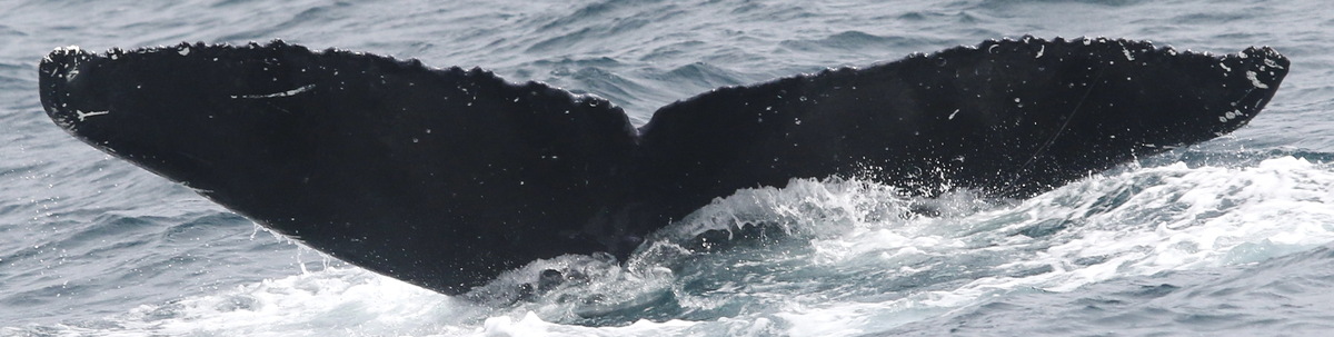 Fluke of CRC-18907