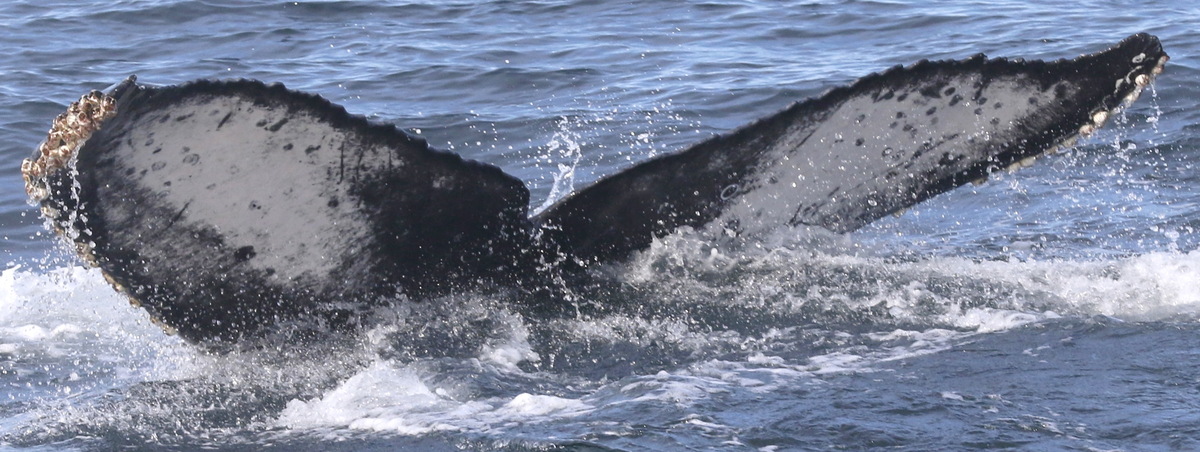 Fluke of Whalerina (California)