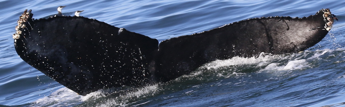 Fluke of CRC-18903