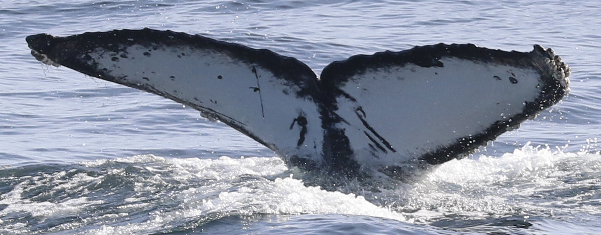 Fluke of CRC-18746