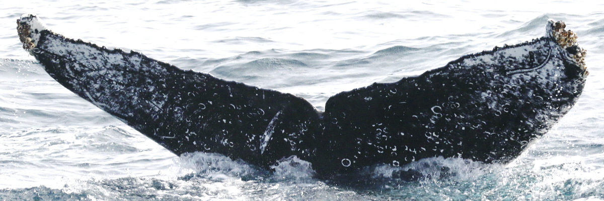 Fluke of CRC-18893