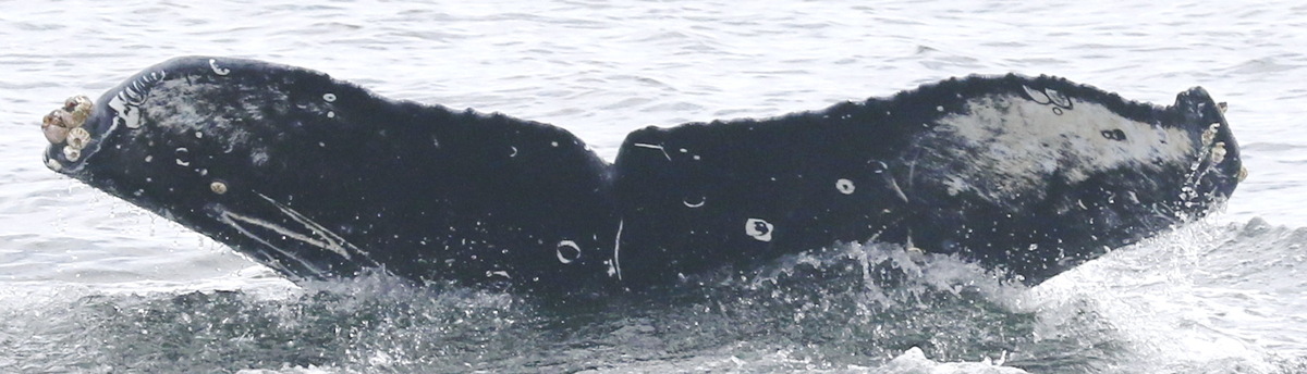 Fluke of Roller (Salish Sea)