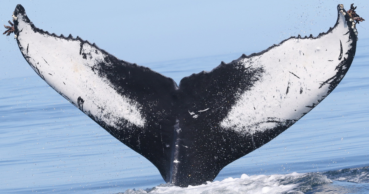 Fluke of Snuffy (Hawaii)