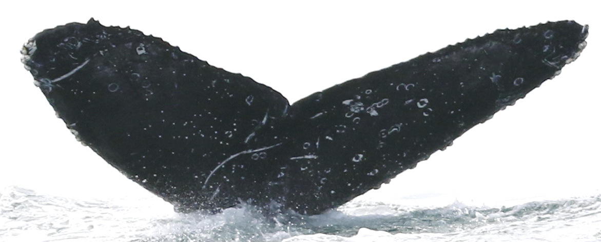 Fluke of CRC-18553