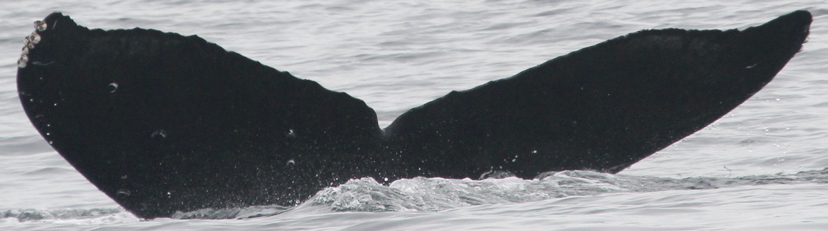 Fluke of Abyss (Salish Sea)