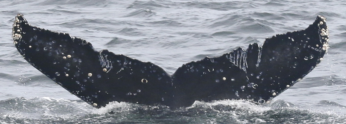 Fluke of CRC-18550