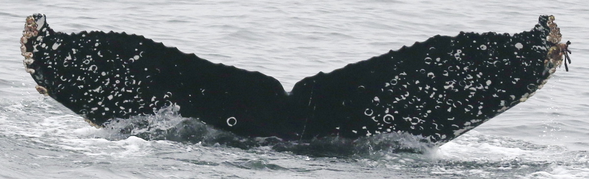 Fluke of CRC-18782