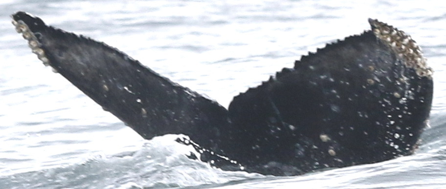 Fluke of CRC-18576