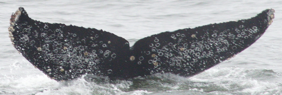 Fluke of CRC-18690