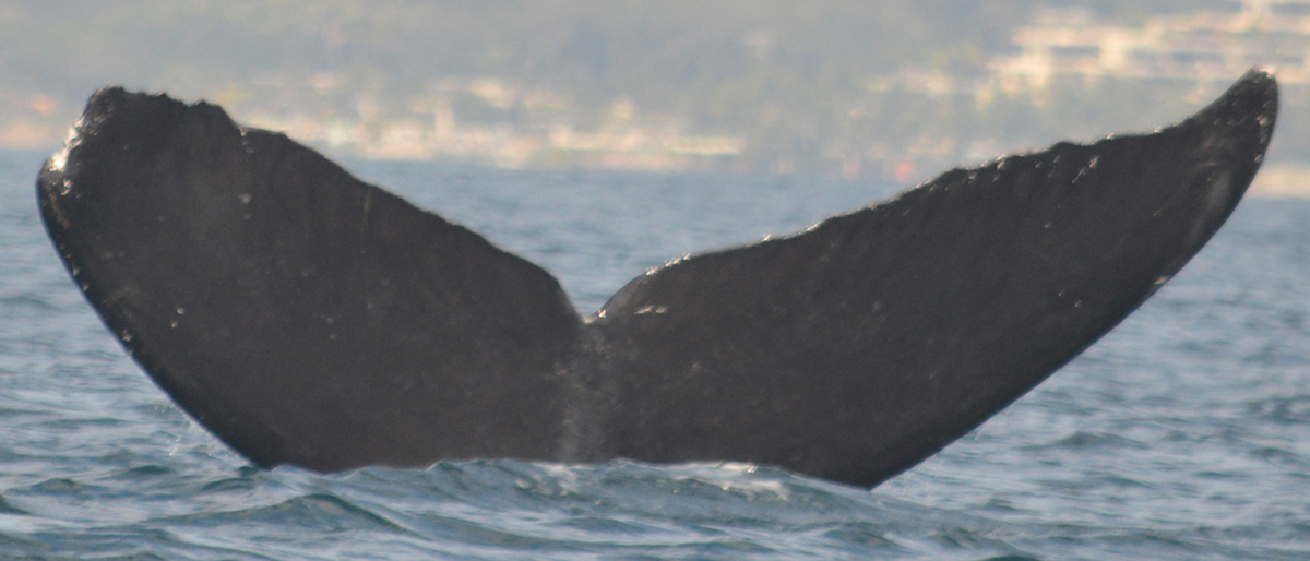Fluke of CRC-10692
