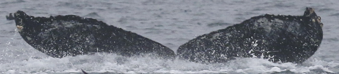 Fluke of CRC-18617