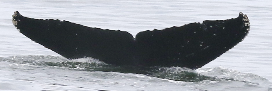 Fluke of CRC-18859