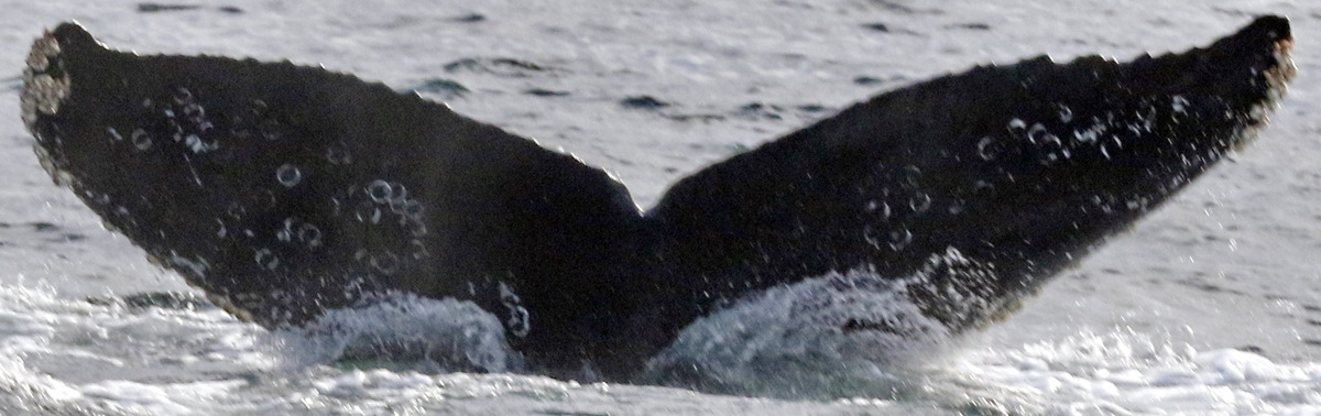 Fluke of CRC-18612