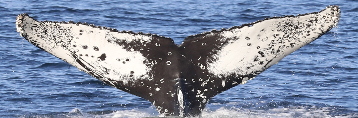 Fluke of CRC-18613