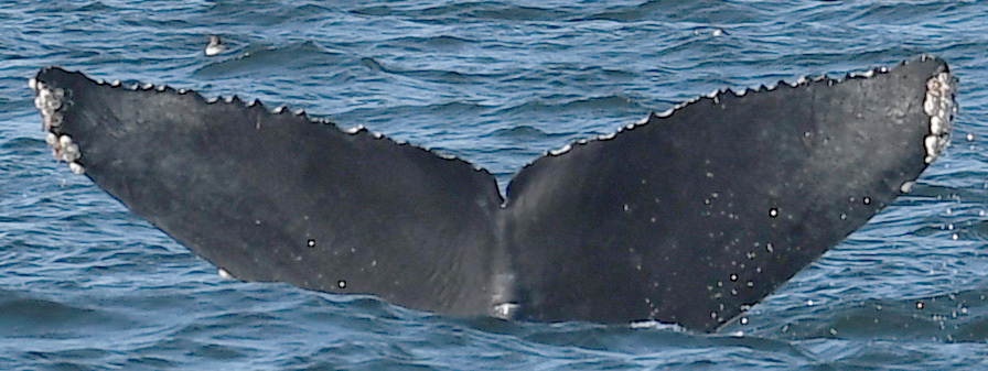 Fluke of CRC-18736