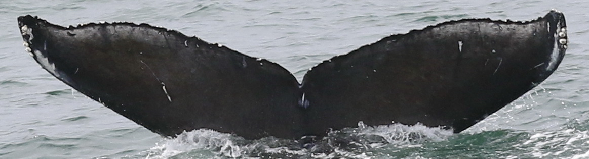 Fluke of CRC-18562