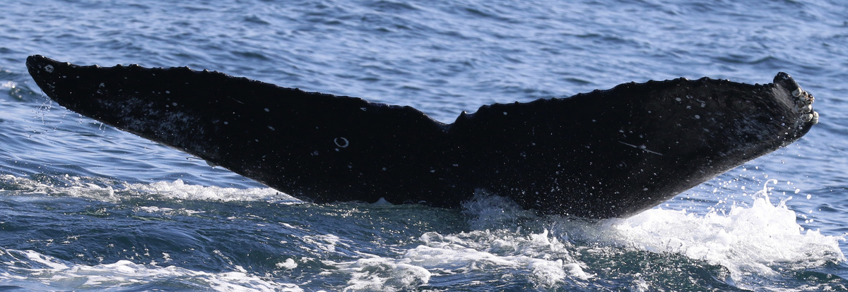 Fluke of CRC-18727