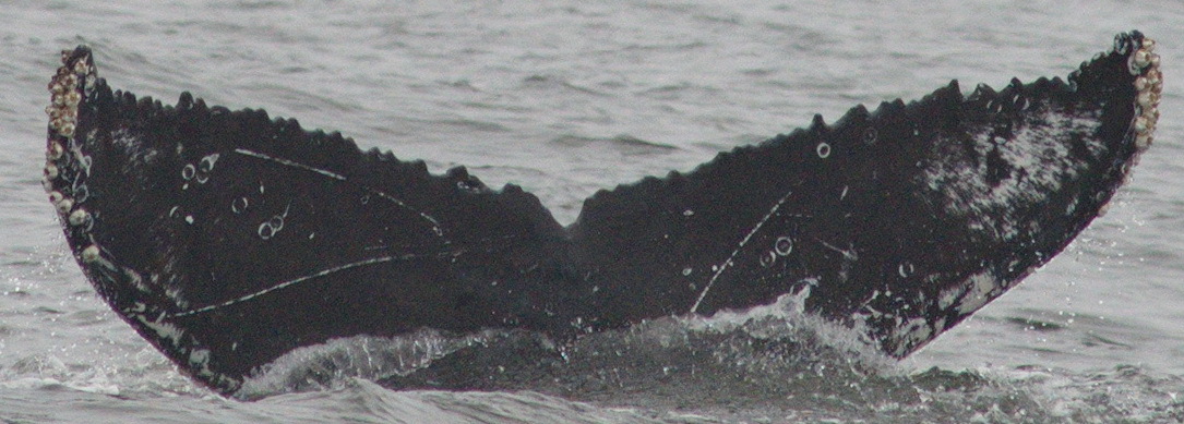 Fluke of CRC-18689