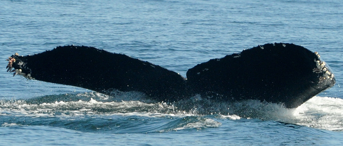Fluke of CRC-19403