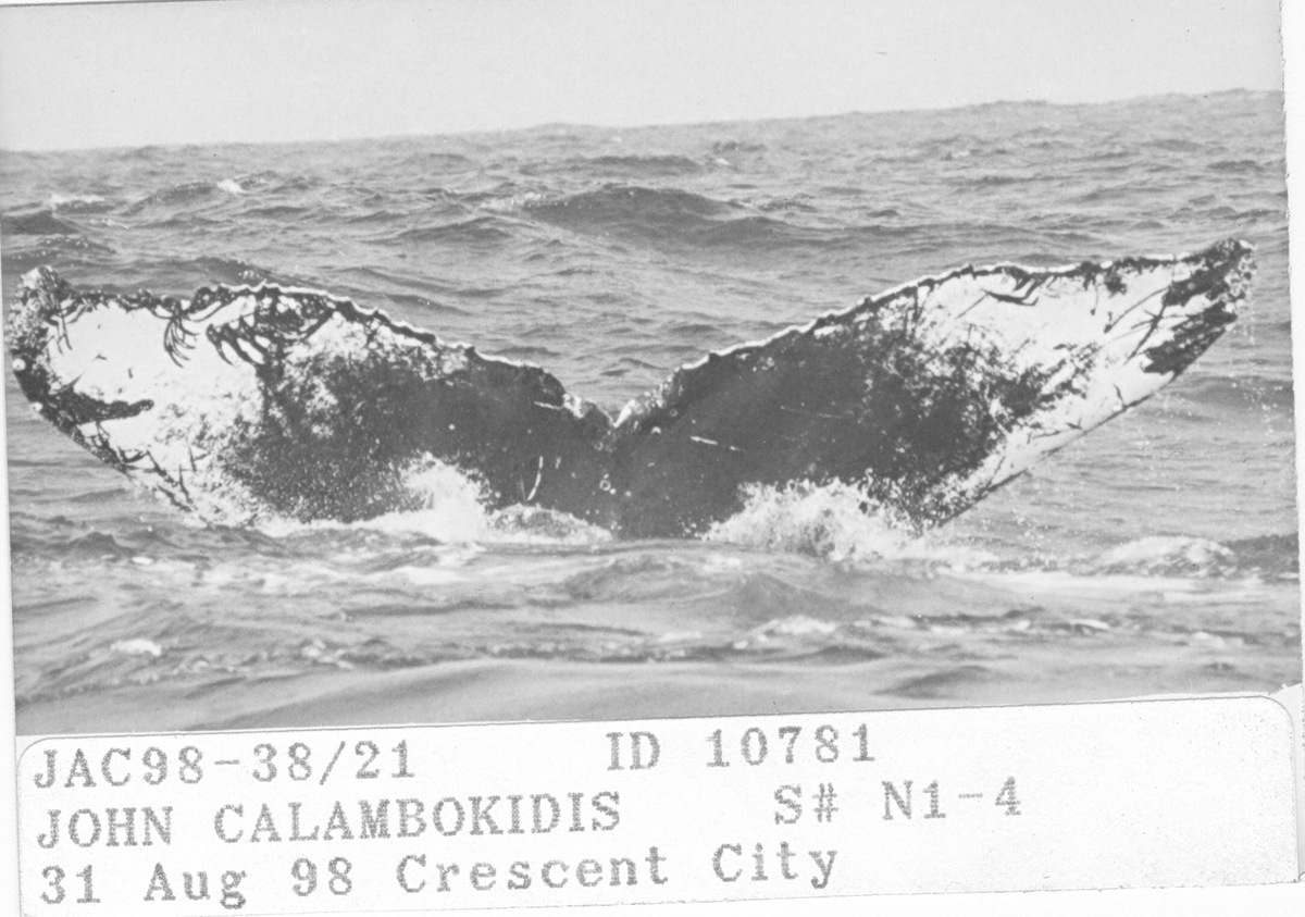 Fluke of CRC-10781