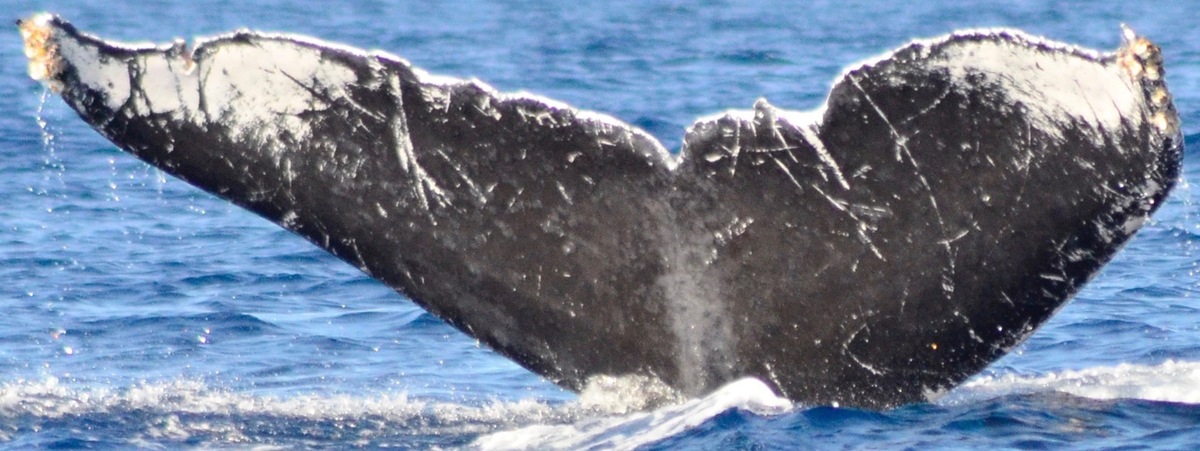 Fluke of CRC-10782