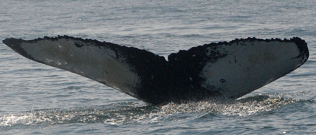 Fluke of CRC-19439