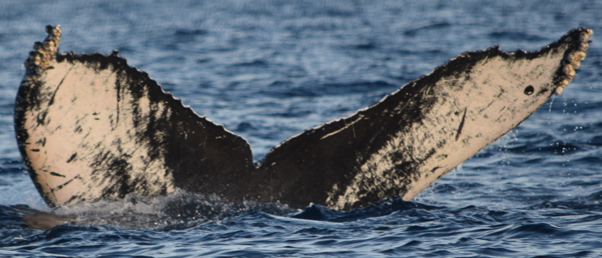 Fluke of CRC-13004