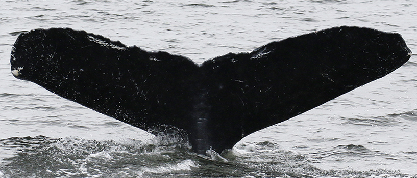 Fluke of Crytonyx (FS)