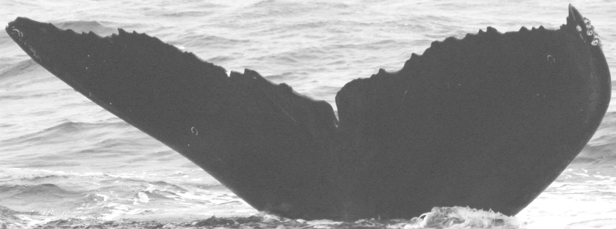 Fluke of CRC-10646