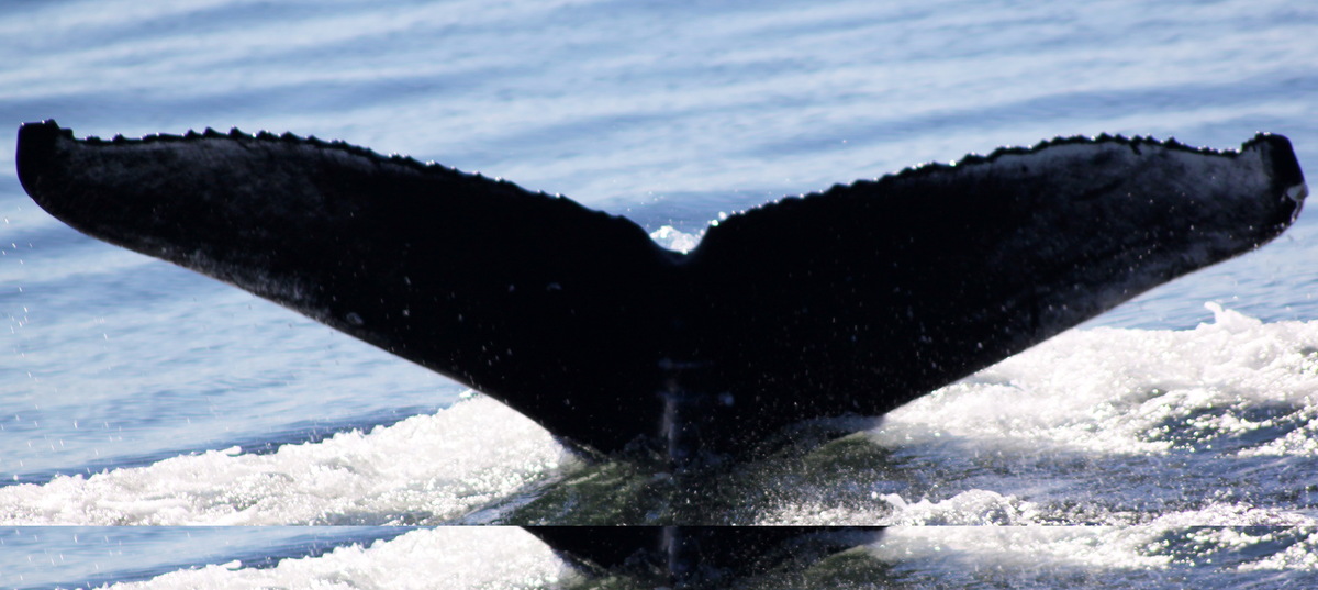 Fluke of CRC-19448
