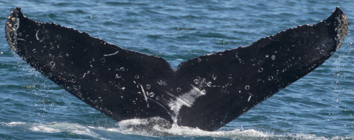 Fluke of CRC-17484