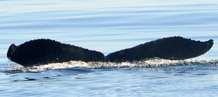 Fluke of CRC-19452