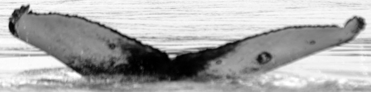 Fluke of CRC-19459