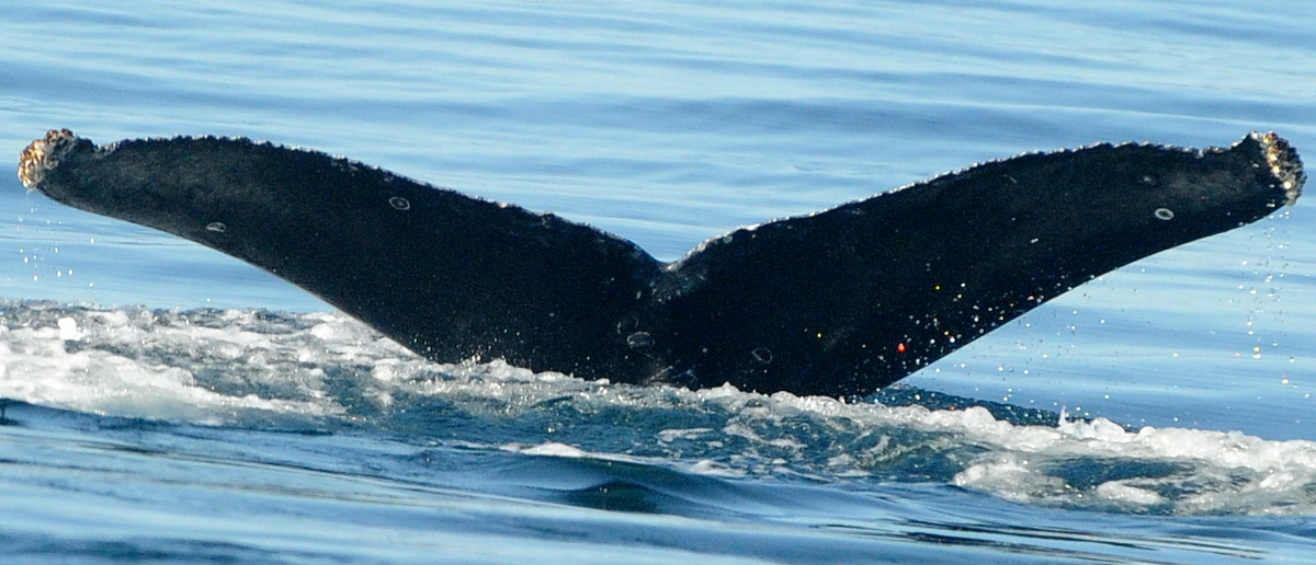 Fluke of CRC-19461