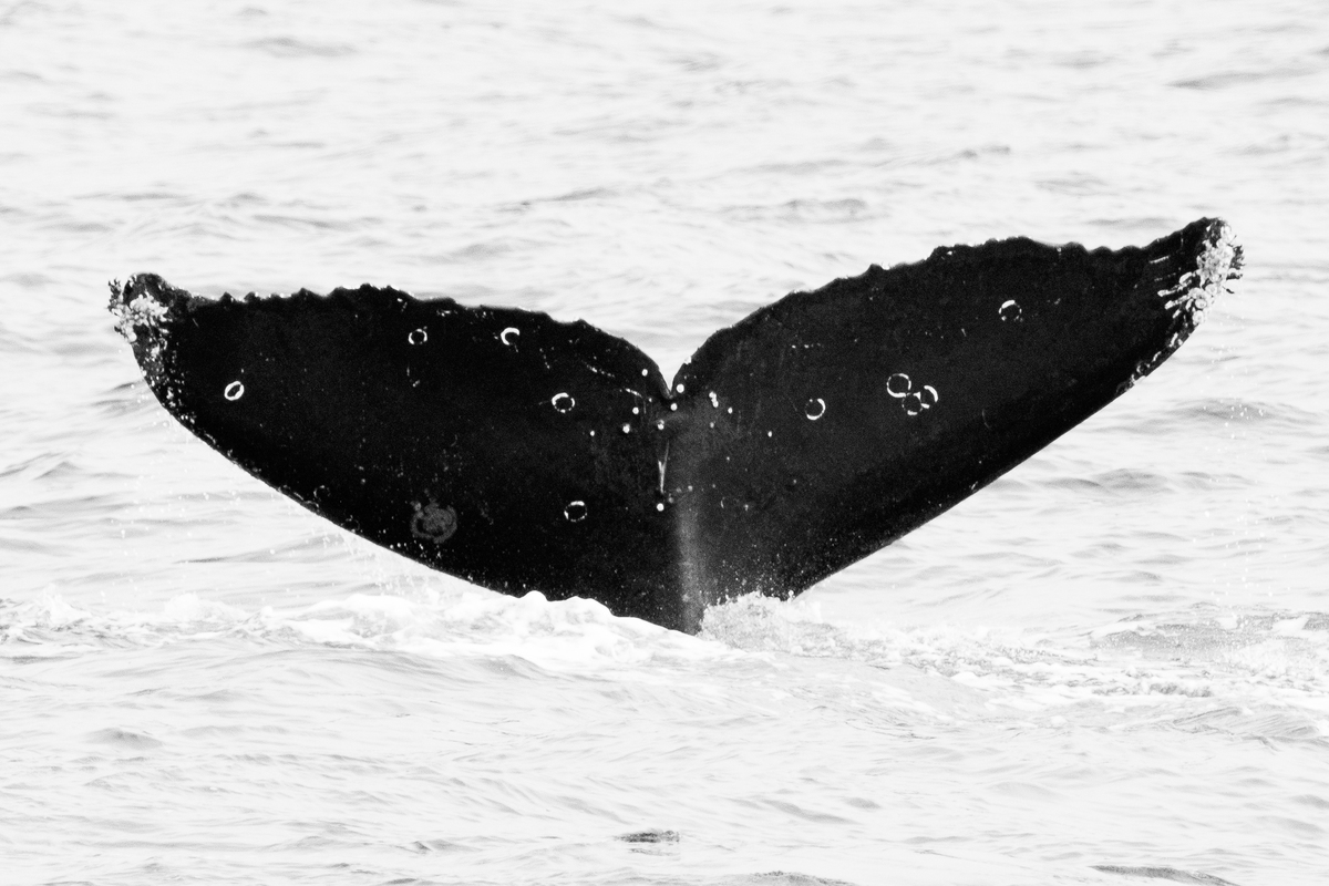 Fluke of Gem (TMMC)