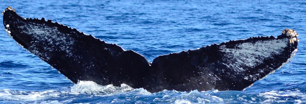 Fluke of CRC-11324