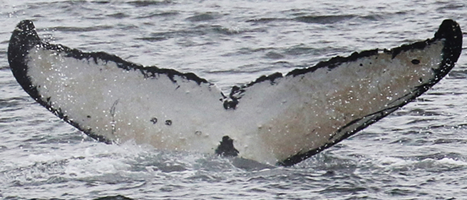 Fluke of Buttons (Juneau) aka Hyphae (FS) aka Olin (BC)