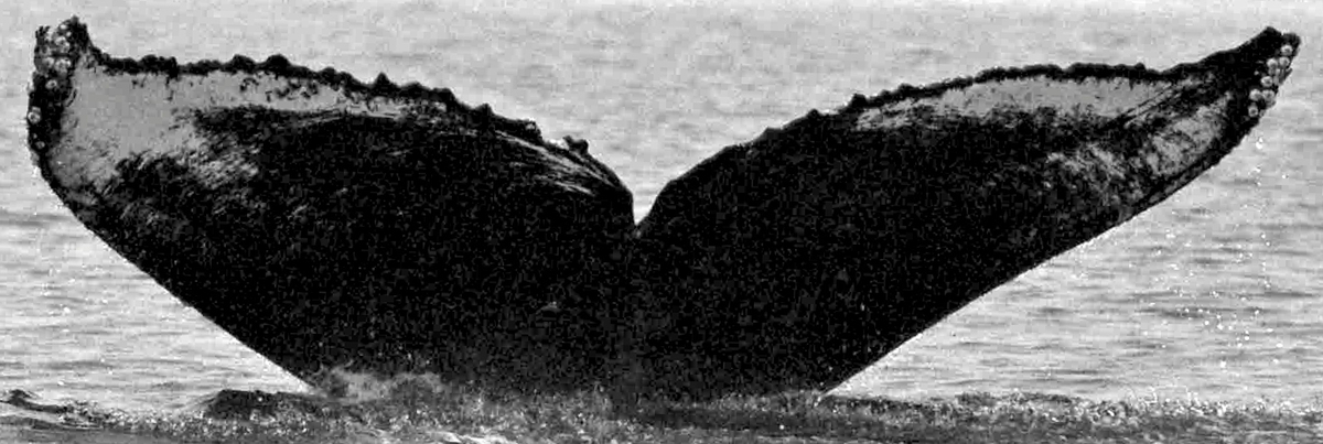 Fluke of Queequeg (FS)