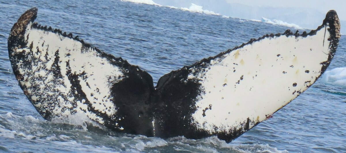 Fluke of Susie (Antarctica)