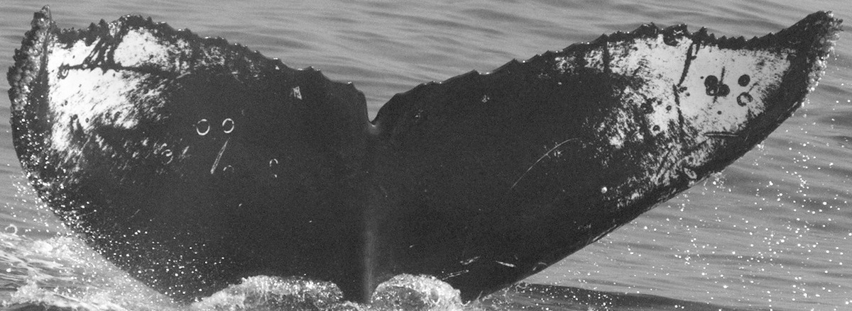 Fluke of CRC-12064