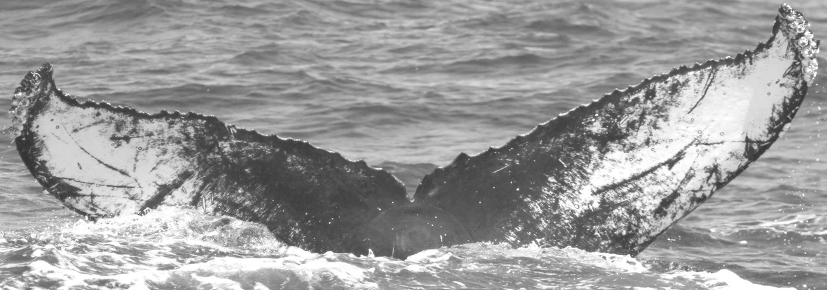 Fluke of CRC-15397