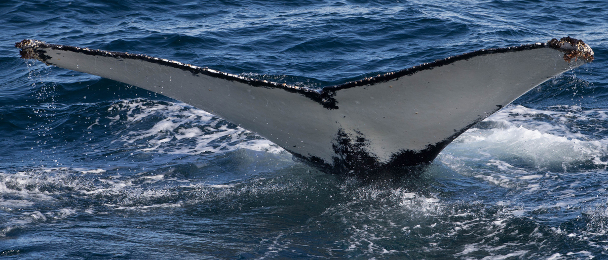 Fluke of HW-MN1300436