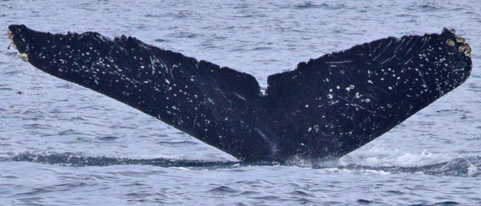 Fluke of CRC-11777