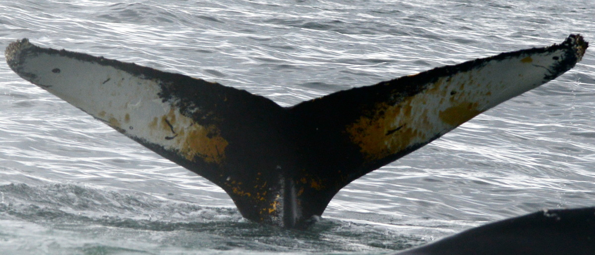 Fluke of BTBEL-Mn20_008NB2_L
