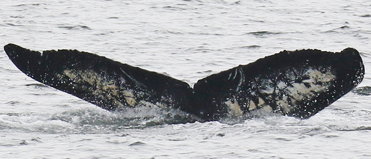 Fluke of Mosaic (Southeast Alaska)