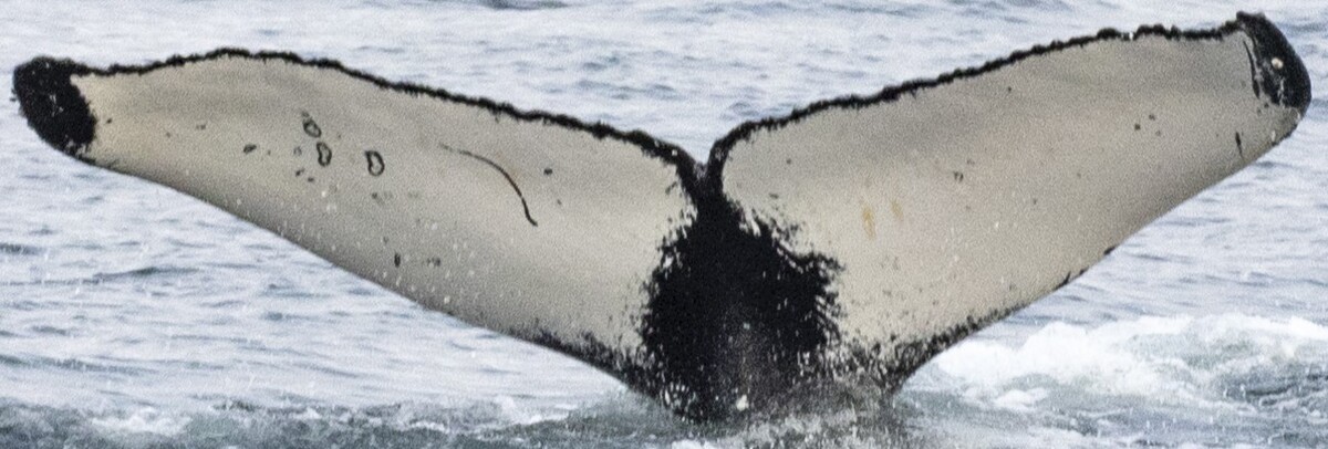 Fluke of Bulli Bulli (Husavik) aka Cinderella (Westfjords)