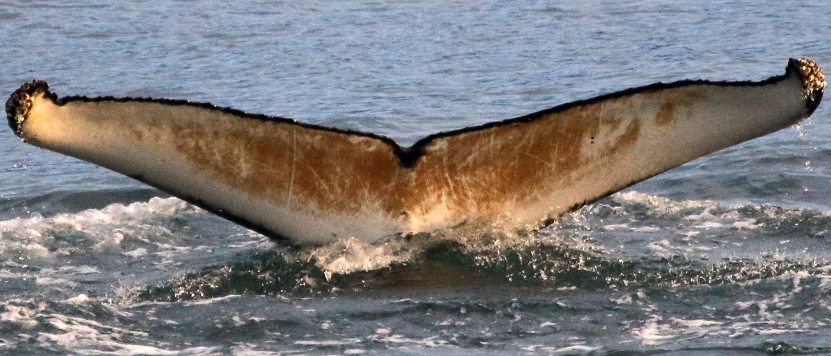 Fluke of Lir (Husavik)