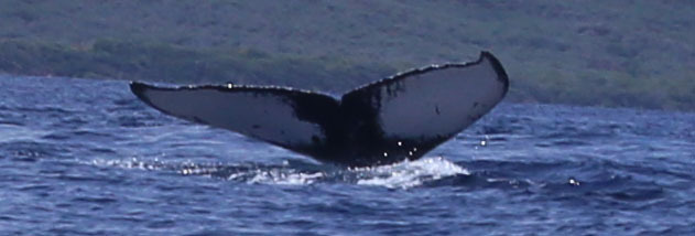 Fluke of KKP-30721a_6