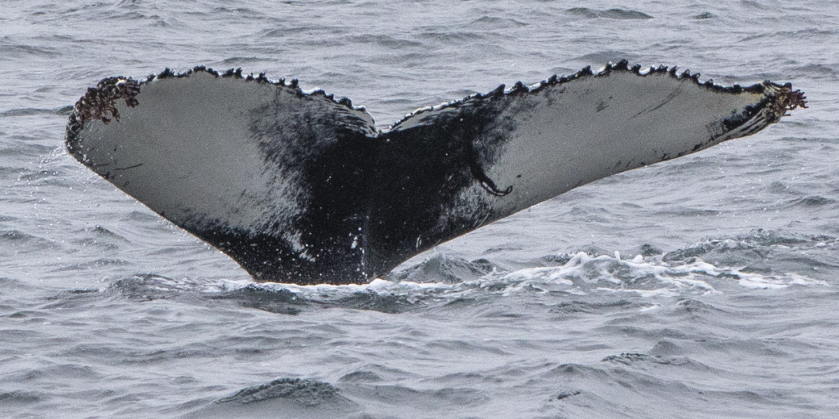 Fluke of Siren (Husavik)