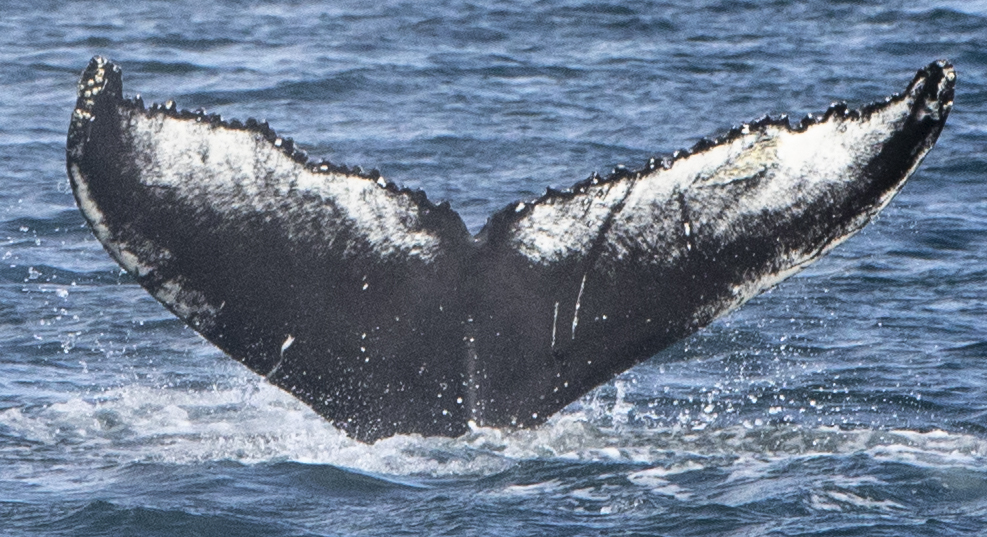 Fluke of Serenity (Husavik) aka Stormur (Westfjords)